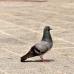 Prečo holuby pri chôdzi kývajú hlavami?