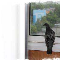 Prečo holuby lietajú na balkón?