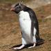 tučniak cisársky vyliahnuci vajce