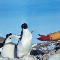 Najvzácnejšie povolanie na zemi je plutvák tučniakov.Existuje také povolanie ako zdvíhač tučniakov?